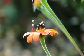 2017年夏至节气图片